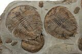Plate Of Huge Trilobites (Dikelokephalina & Platypeltoides) #243737-1